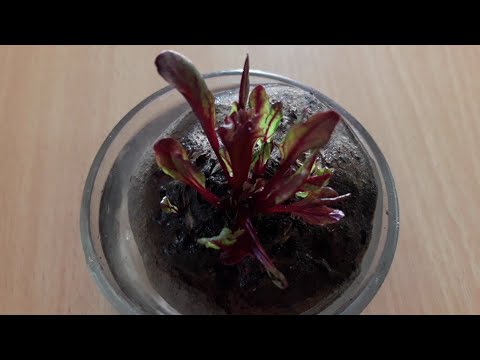 Growing beet from cuttings at home
