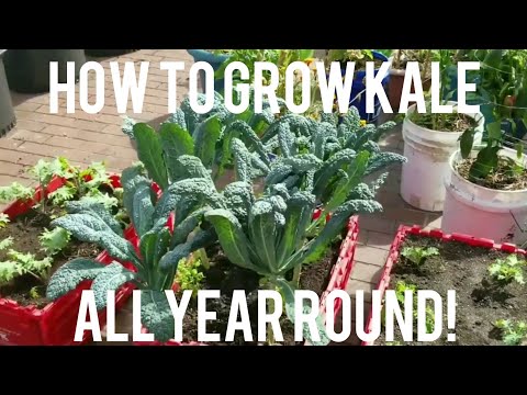 How To Grow Kale All Year Round in Containers / Complete Guide