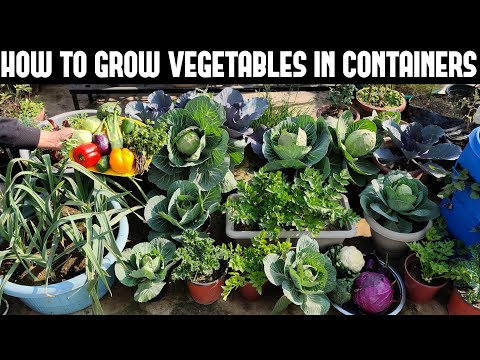 How To Grow Vegetables in Containers-FULL INFORMATION