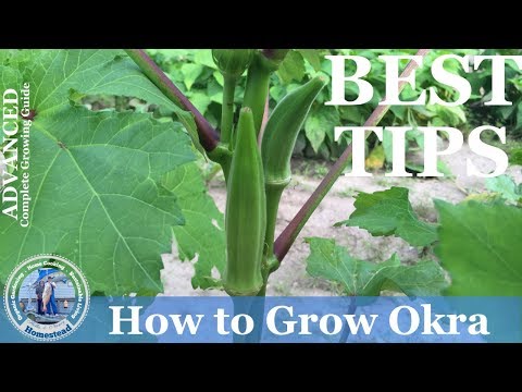 How To Grow Okra  : (ADVANCED) Growing Guide