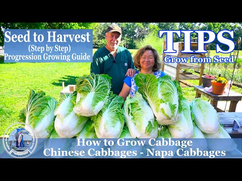 How to Grow Chinese Cabbage - Napa Cabbage  -  TIPS Growing Cabbage From Seeds