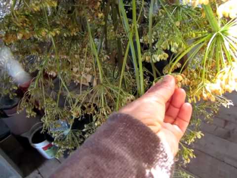 Seed Saving - How to Harvest Parsnip Seeds