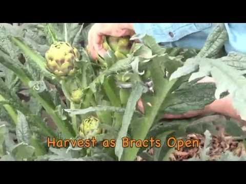 Grow & Harvest Artichokes