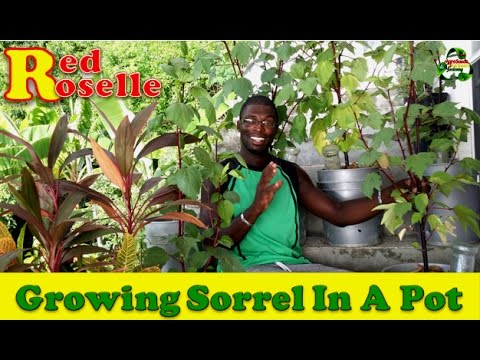 Growing Sorrel In A Pot | Agrosuede