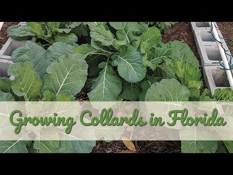 Growing collards in Florida