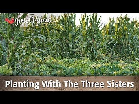 Planting Corn, Squash and Beans Using The Three Sisters Method