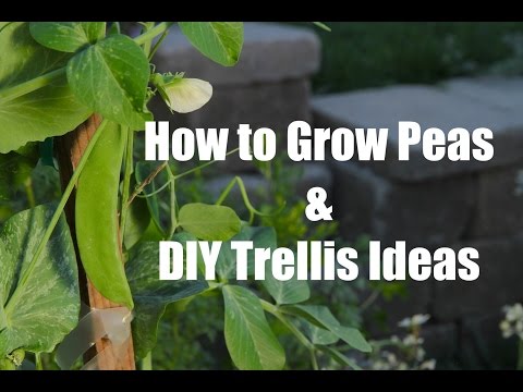 How To Plant and Grow Peas and Easy DIY Trellis ideas