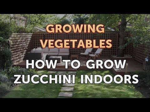 How to Grow Zucchini Indoors