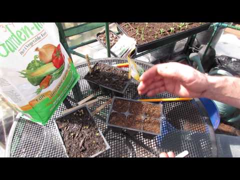 How to Seed Start Kohlrabi: An Amazing Vegetable! - MFG 2014