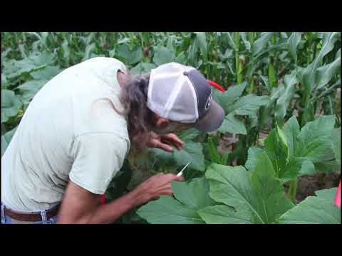 How to PRUNE Summer SQUASH