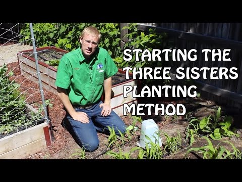 Starting The Three Sisters Planting Method