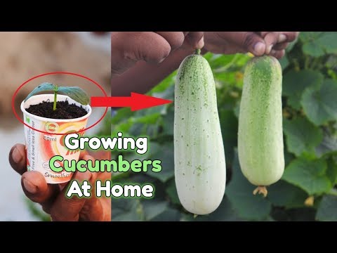 How to grow Cucumber Plants from seeds at home || Growing Cucumbers in a Container