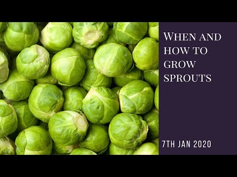 When and how to grow Brussels sprouts