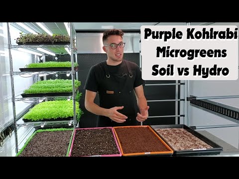 Purple Kohlrabi Microgreens - Soil v Hydroponic - On The Grow