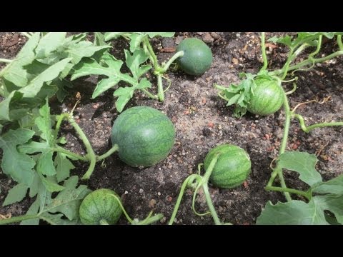 How To Prune Watermelon Plants