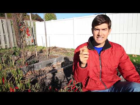 Planting Potatoes The Irish Way Is AMAZING