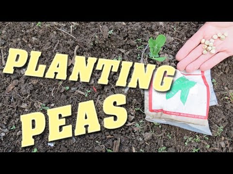 How to Plant Sugar Snap Peas in a Raised Bed