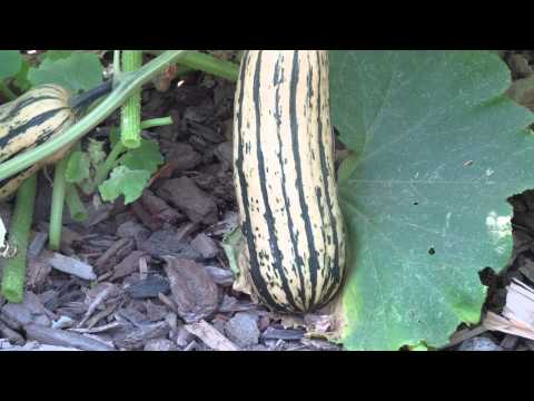 Heirloom winter squash and trimming squash vines