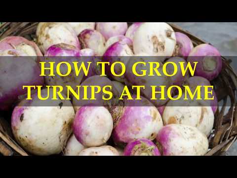 HOW TO GROW TURNIPS AT HOME