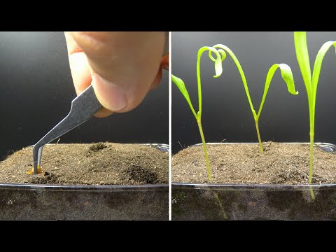 Growing Spinach Time Lapse