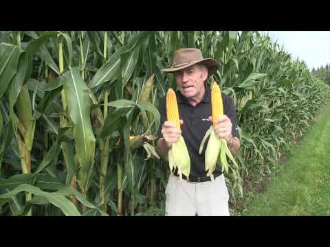 Corn School -  Planting Depth Lessons