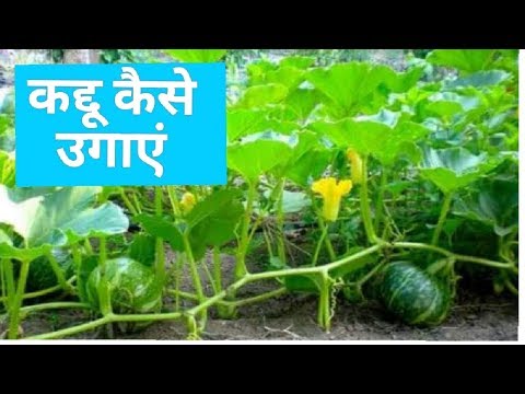 How to grow pumpkin plant | kaddu kaise lagaye | ????? ???? ??????