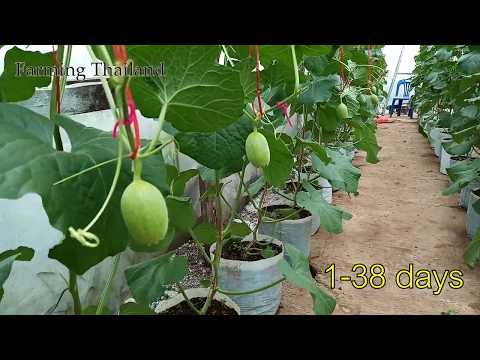 Growth of cantaloupe or melon 1-38 days