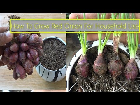 How To Grow Red Onion For Household Use