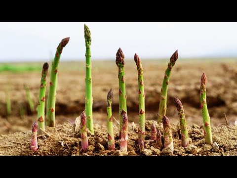 How to grow asparagus from seeds, sprouting after 17 days