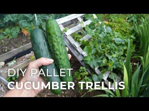 Cucumber Pallet Trellis & new plants for the Veggie Garden