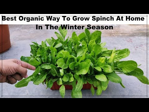 How To Grow Spinach At Home With Good Result || Easy Way To Grow Green Vegetables In A Pot ( PALAK)