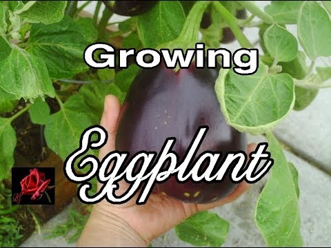 How To Grow Eggplant From Seeds