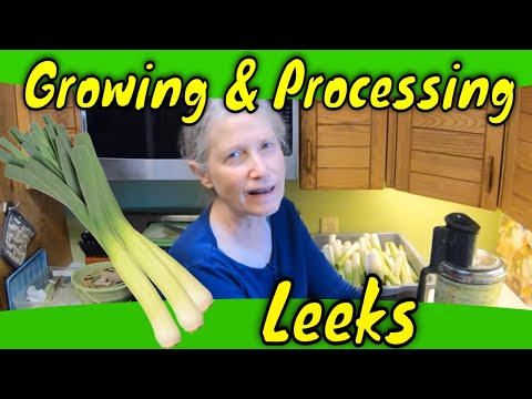 Growing Leeks from Seed to Harvest and Processing