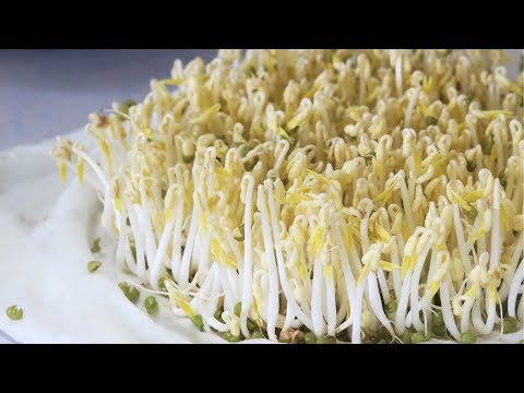 How to Grow Bean Sprouts (and make Bean Sprout Salad)