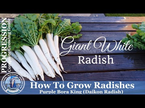 How to Grow Radishes (PROGRESSION) Complete Growing Guide - Giant White Radish