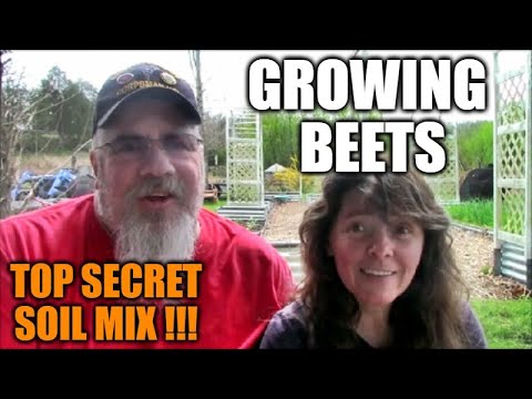 Growing Beets In Raised Beds And Containers | Secret Soil Mix