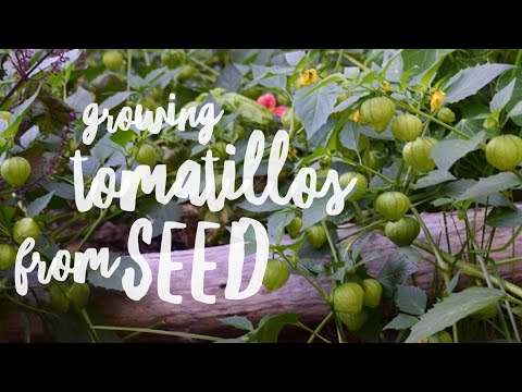 Growing Tomatillos From Seed - The Easy Way!