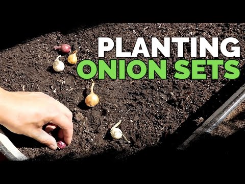 Planting Onion Sets: What to Watch Out For