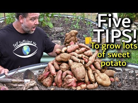 5 Tips How to Grow a Ton of Sweet Potato in One Container or Garden Bed