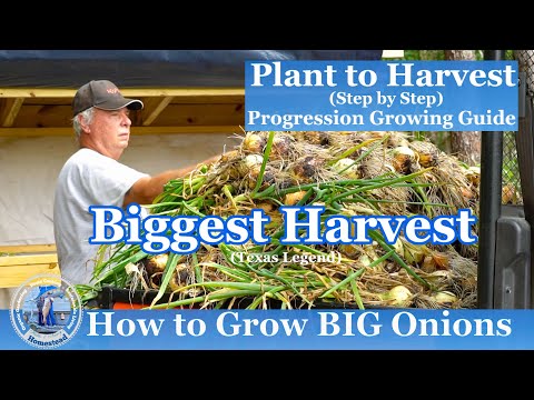 How to Grow BIG Onions - Our BIGGEST ONION Harvest!