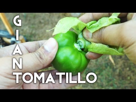 Growing Giant Tomatillos - from seed to harvest!