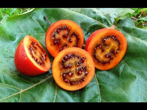 Tamarillo's - Tasting Fruit & Growing Trees