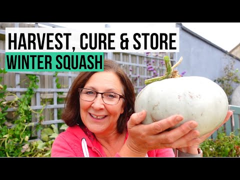 2020 Winter Squash - How to Harvest, Cure and Store Squash