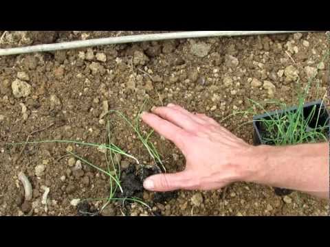 TRG 2012: How to Transplant Leeks into Your Vegetable Garden