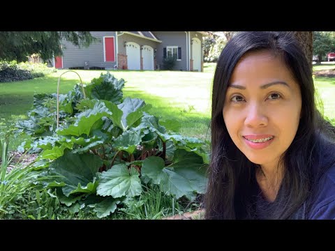 How To Grow Big Rhubarb Plants!