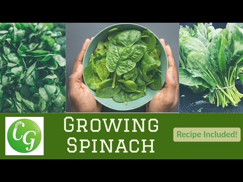 Malabar Spinach & Flat Leaf Spinach - Growing Tips + Spinach Recipe