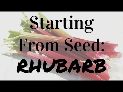 How To Start Rhubarb From Seed