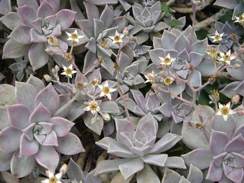 When Should I Replenish my Succulents' Soil?