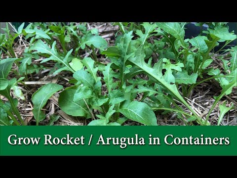 How to Grow Rocket or Arugula in Containers