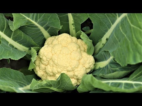 How to grow cauliflower/loose cauliflower, from seed to flower
